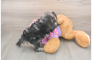 Playful Poodle Purebred Pup
