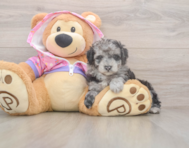 7 week old Poodle Puppy For Sale - Florida Fur Babies