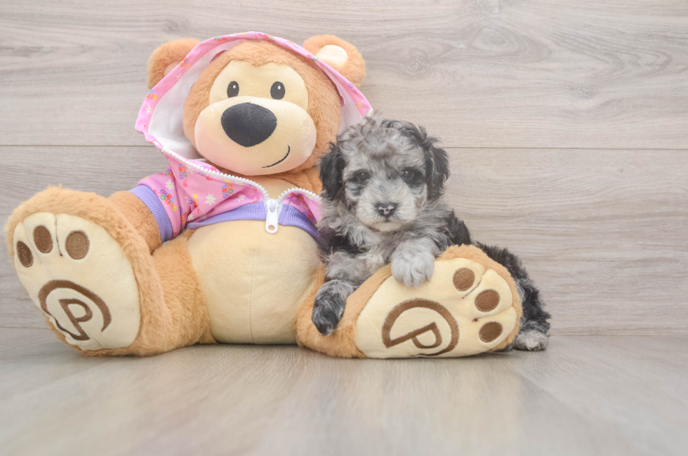 5 week old Poodle Puppy For Sale - Florida Fur Babies