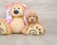 5 week old Poodle Puppy For Sale - Florida Fur Babies