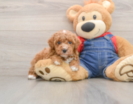 6 week old Poodle Puppy For Sale - Florida Fur Babies