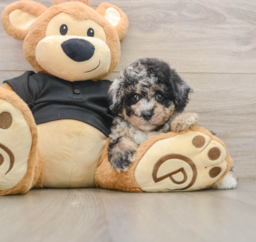 8 week old Poodle Puppy For Sale - Florida Fur Babies