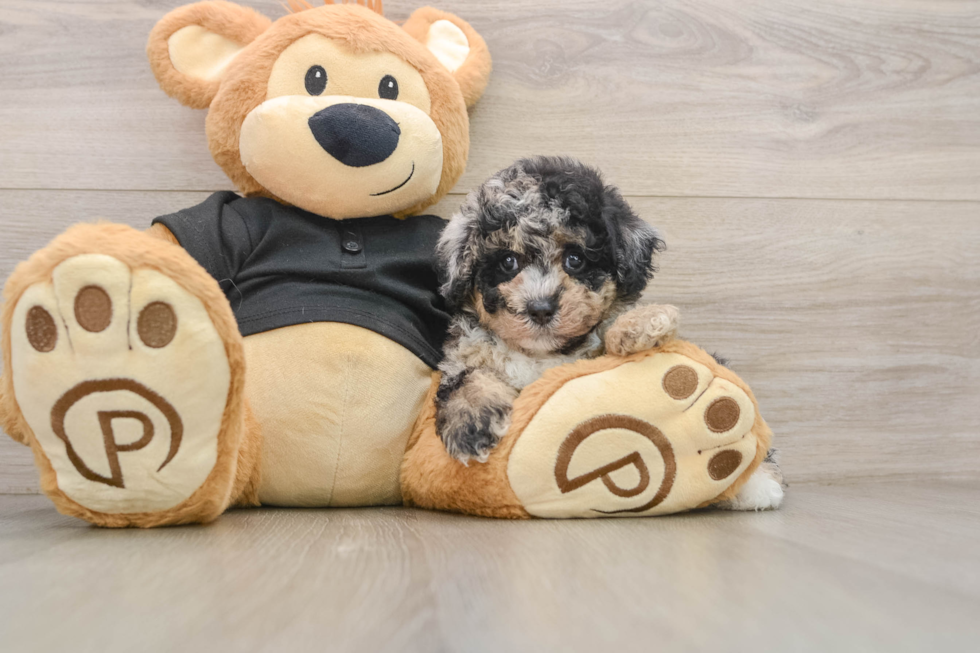 Poodle Puppy for Adoption