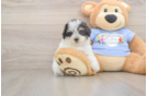 Poodle Puppy for Adoption