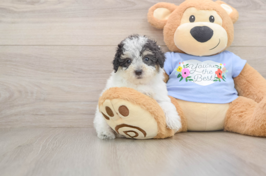 Poodle Puppy for Adoption
