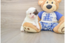 Poodle Puppy for Adoption
