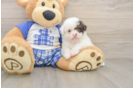 Energetic Pudle Purebred Puppy