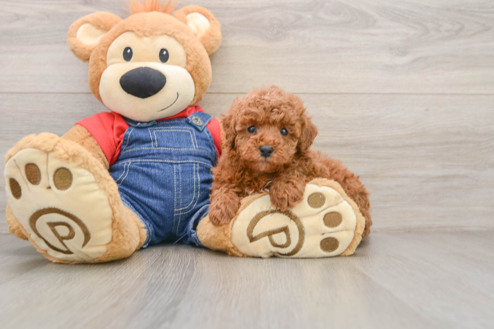 Poodle Pup Being Cute