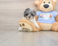 8 week old Poodle Puppy For Sale - Florida Fur Babies