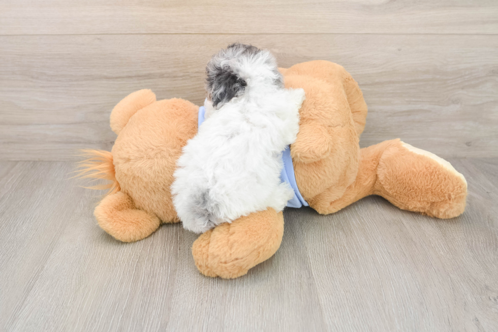 Playful Poodle Baby