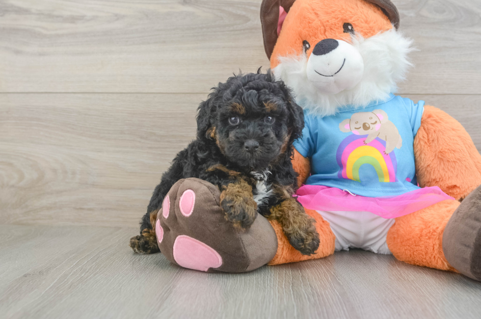 5 week old Poodle Puppy For Sale - Florida Fur Babies