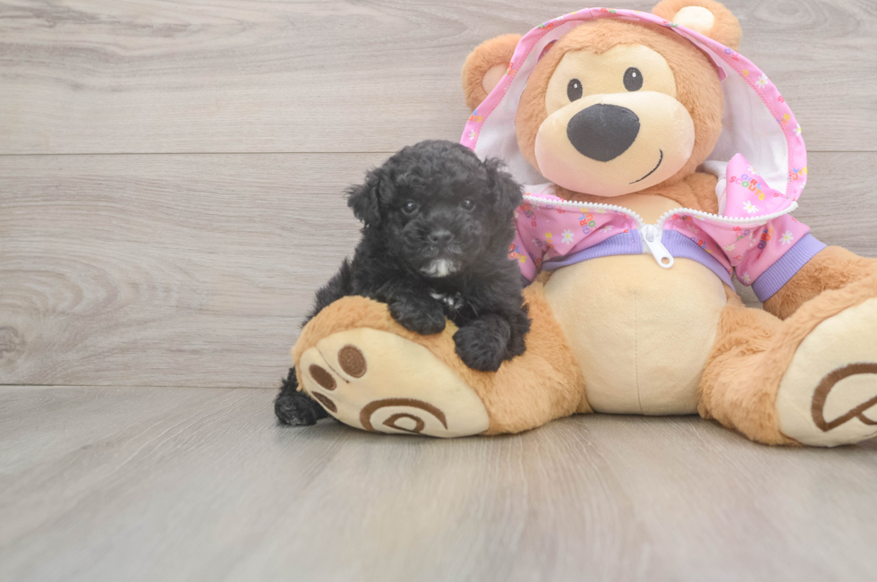 5 week old Poodle Puppy For Sale - Florida Fur Babies