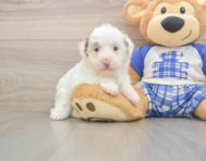 7 week old Poodle Puppy For Sale - Florida Fur Babies