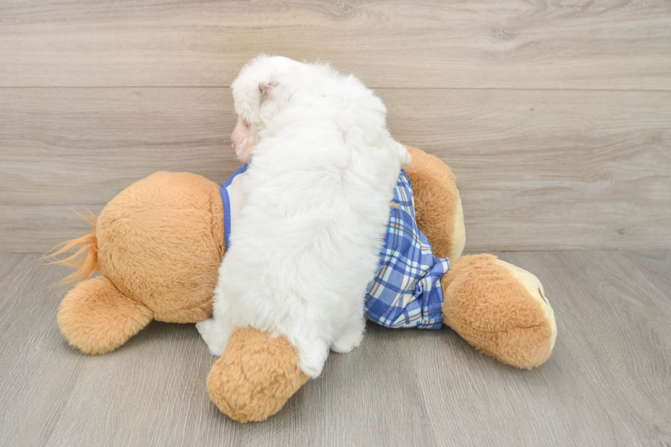 Best Poodle Baby