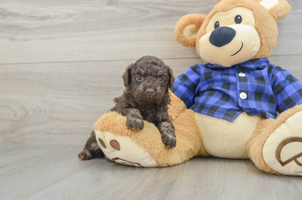 5 week old Poodle Puppy For Sale - Florida Fur Babies