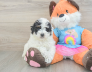 8 week old Poodle Puppy For Sale - Florida Fur Babies