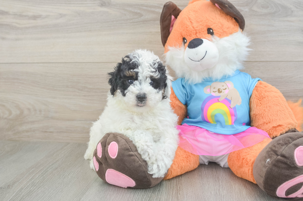 5 week old Poodle Puppy For Sale - Florida Fur Babies