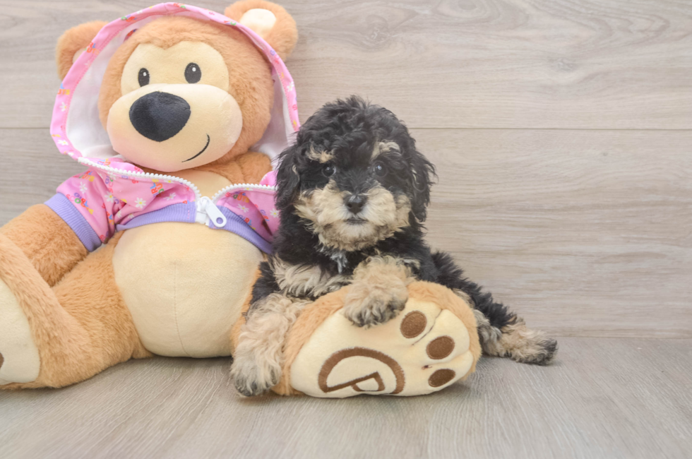7 week old Poodle Puppy For Sale - Florida Fur Babies
