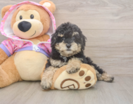 9 week old Poodle Puppy For Sale - Florida Fur Babies 9 week old Poodle Puppy For Sale - Florida Fur Babies