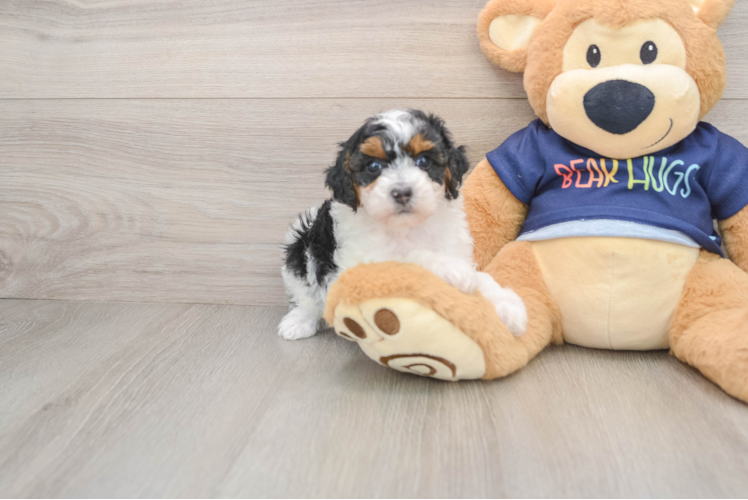 Small Poodle Purebred Pup