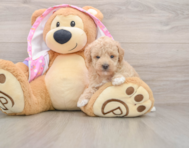 7 week old Poodle Puppy For Sale - Florida Fur Babies