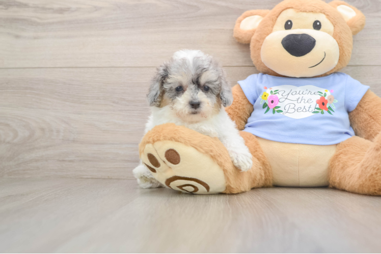 Hypoallergenic Poodle Purebred Pup