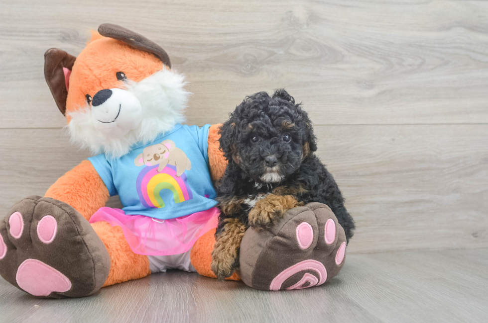 5 week old Poodle Puppy For Sale - Florida Fur Babies