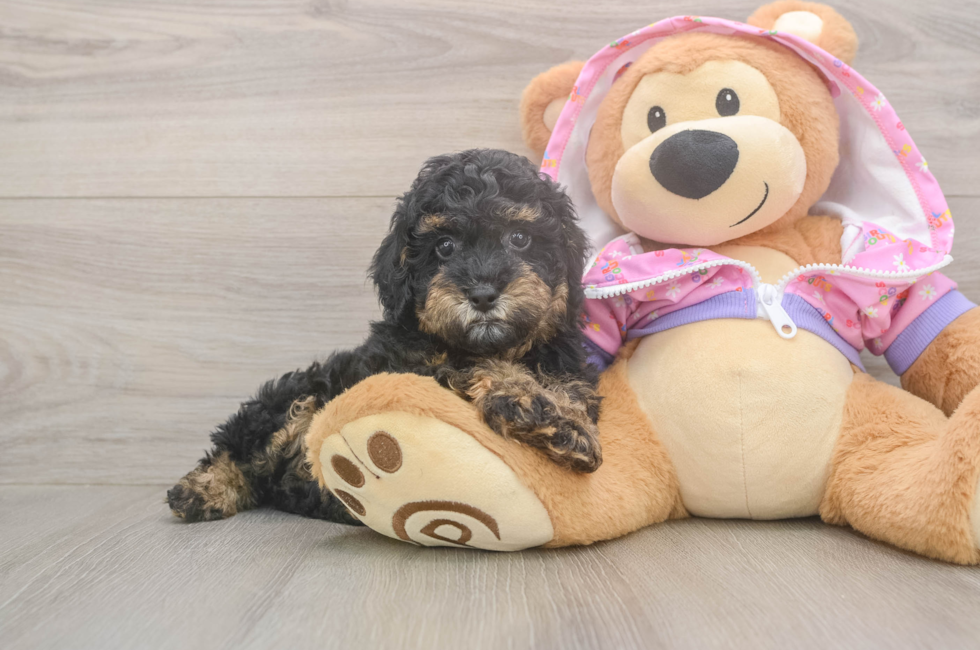7 week old Poodle Puppy For Sale - Florida Fur Babies