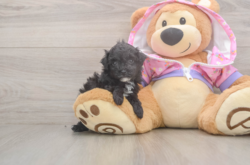 5 week old Poodle Puppy For Sale - Florida Fur Babies