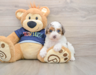 8 week old Poodle Puppy For Sale - Florida Fur Babies