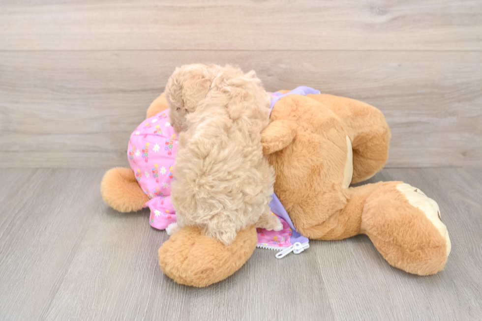 Hypoallergenic Poodle Purebred Pup