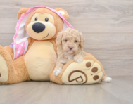 6 week old Poodle Puppy For Sale - Florida Fur Babies