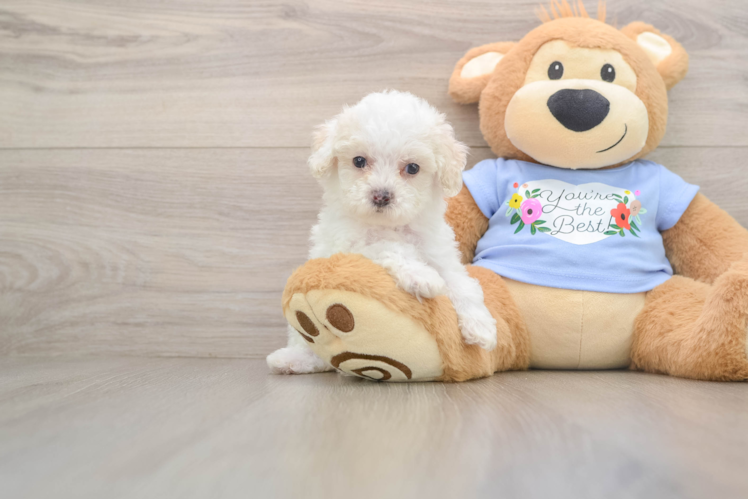 Best Poodle Baby
