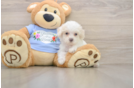 Popular Poodle Purebred Pup