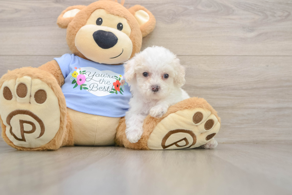 Popular Poodle Purebred Pup