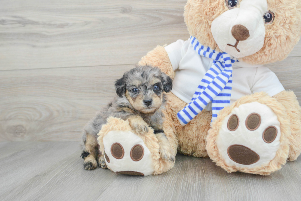 Best Poodle Baby