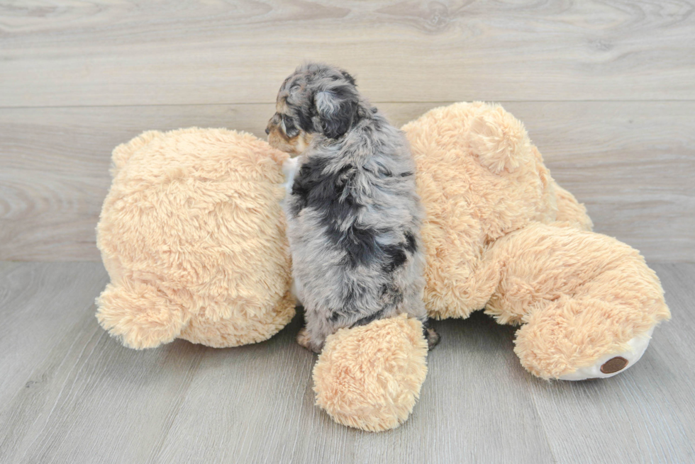 Poodle Pup Being Cute