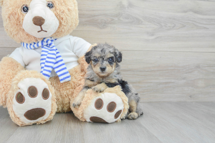 Little Poodle Purebred Pup