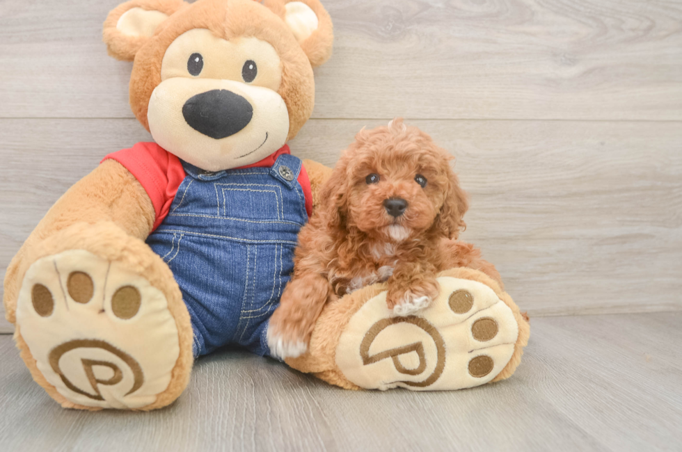 6 week old Poodle Puppy For Sale - Florida Fur Babies