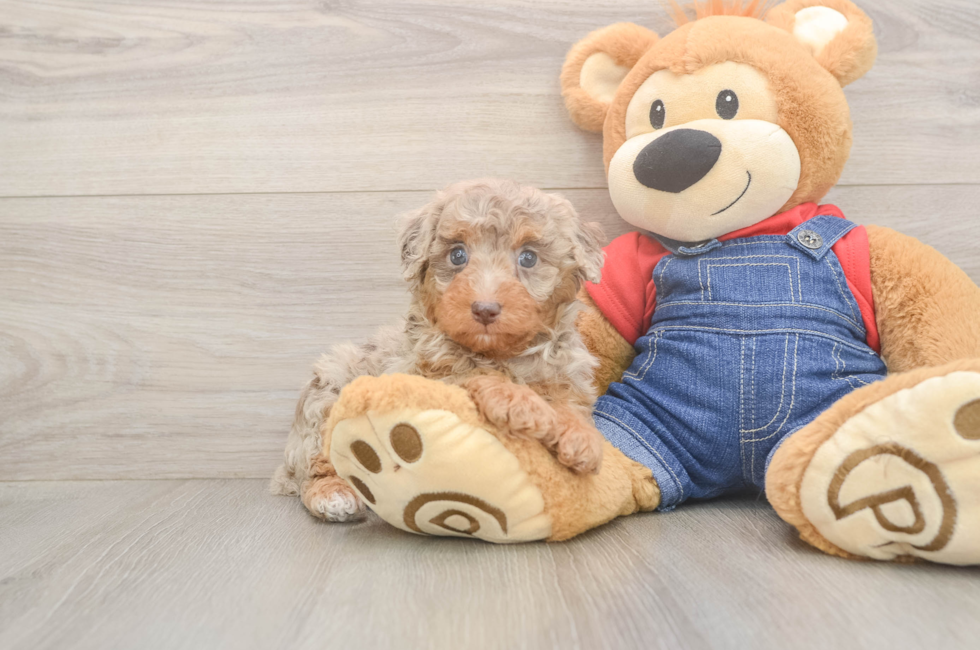 5 week old Poodle Puppy For Sale - Florida Fur Babies