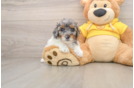 Popular Poodle Baby