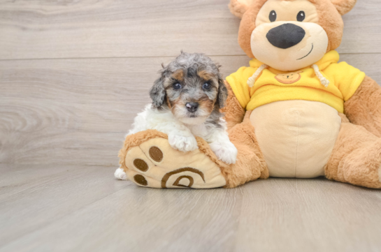 Popular Poodle Baby