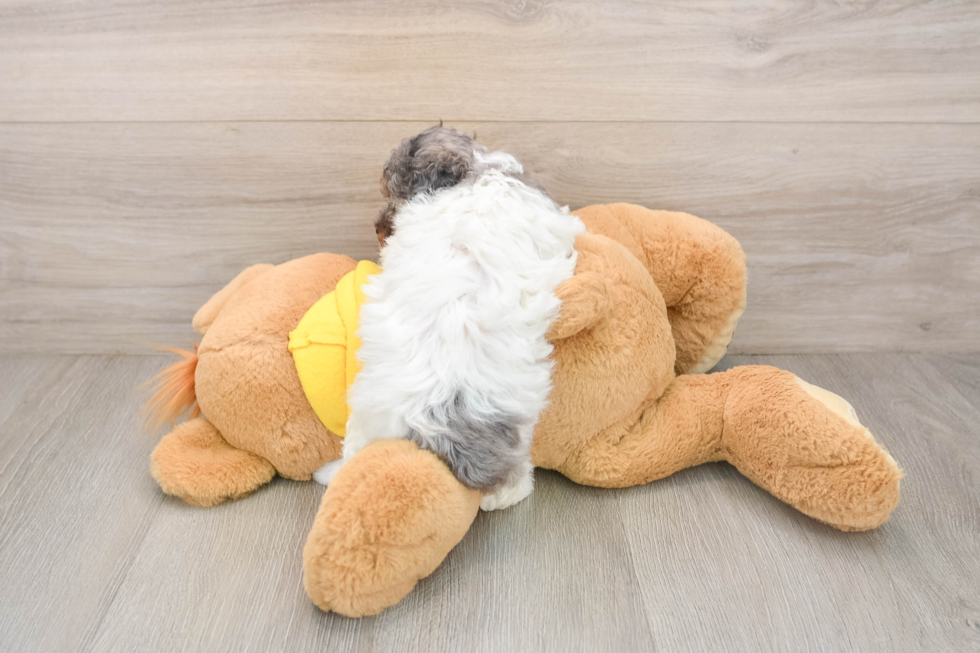 Best Poodle Baby