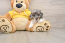 Friendly Poodle Baby