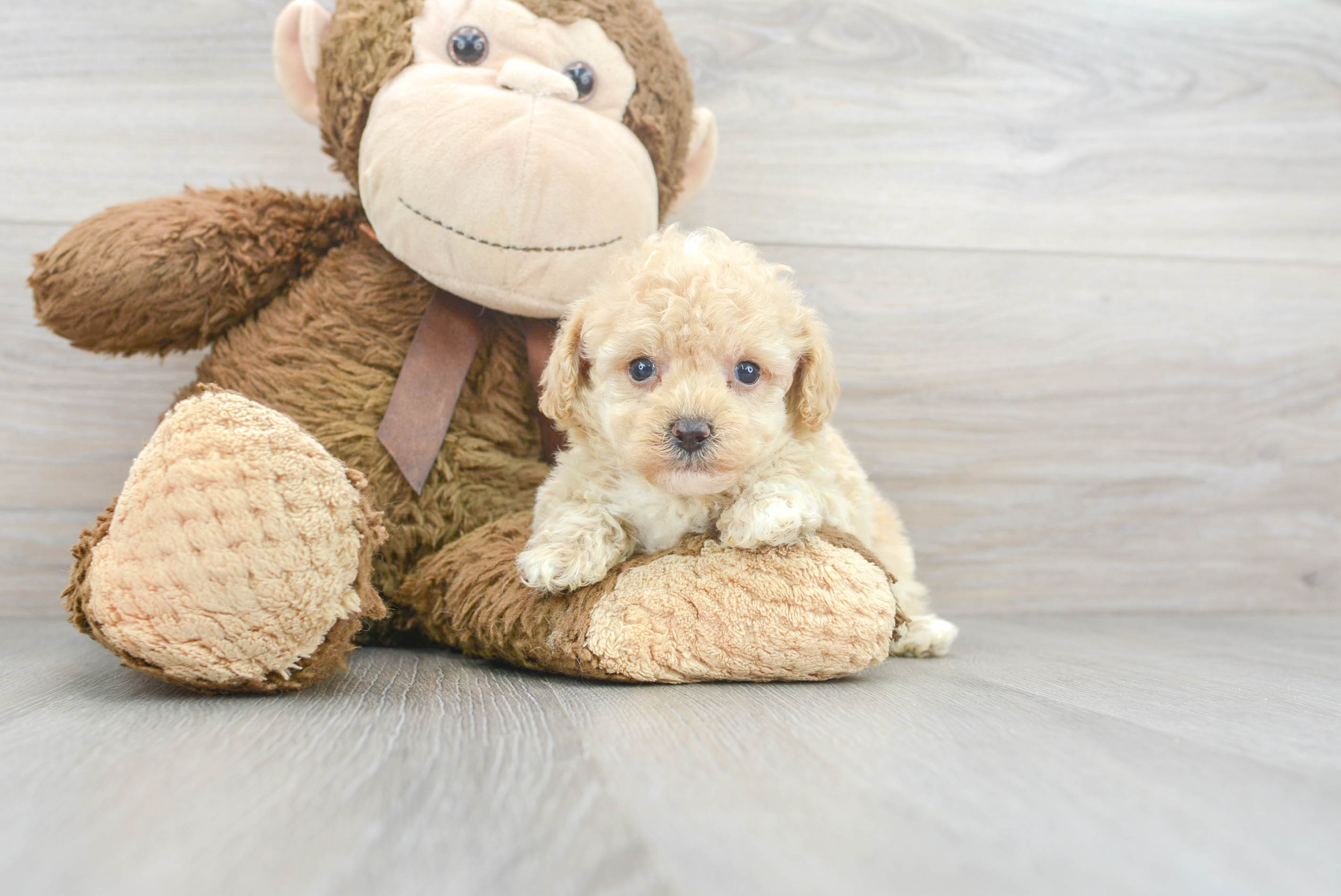 Poodle Puppy for Adoption