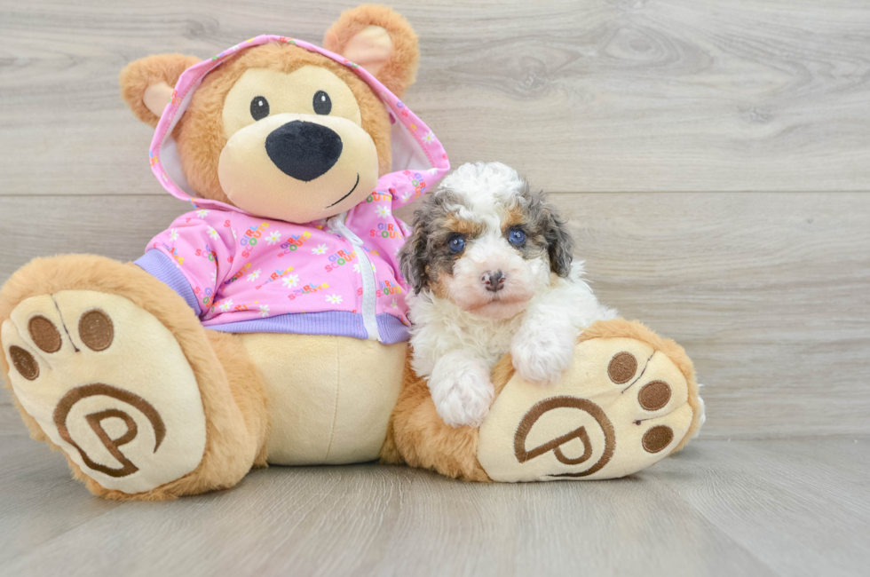 6 week old Poodle Puppy For Sale - Florida Fur Babies