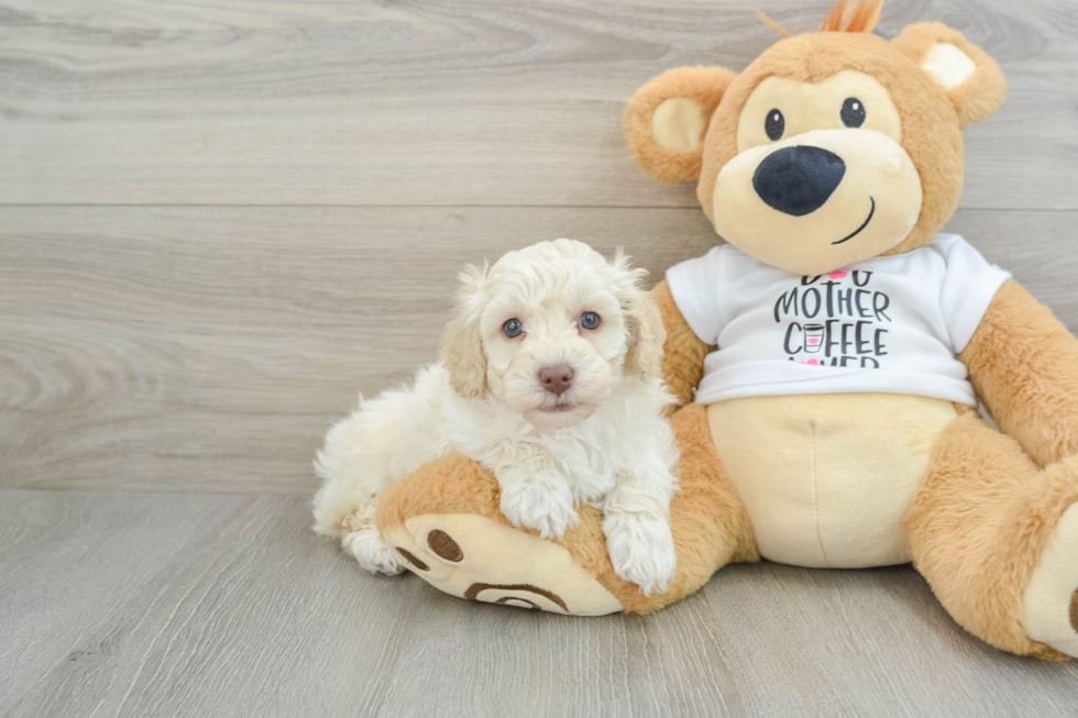 Playful Poodle Baby