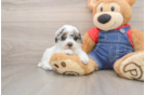 Poodle Pup Being Cute