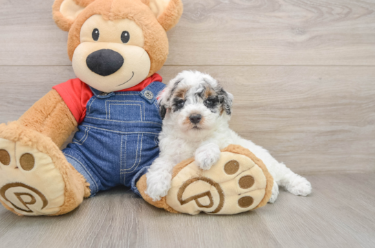 Funny Poodle Purebred Pup