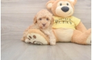 Poodle Puppy for Adoption
